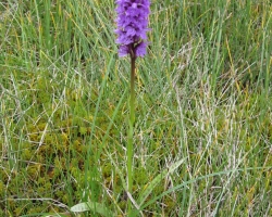 Orchidee im Moor bei Obergurgl