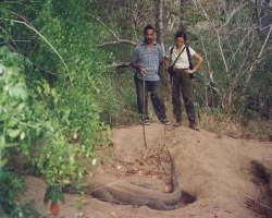 2000 Indonesien &raquo; Komodo