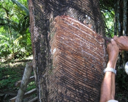 BRA_2008_p7120081