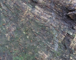 Rincon de la Vieja - Arenal 