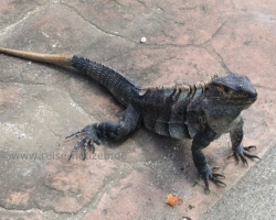 Rincon de la Vieja - Arenal 