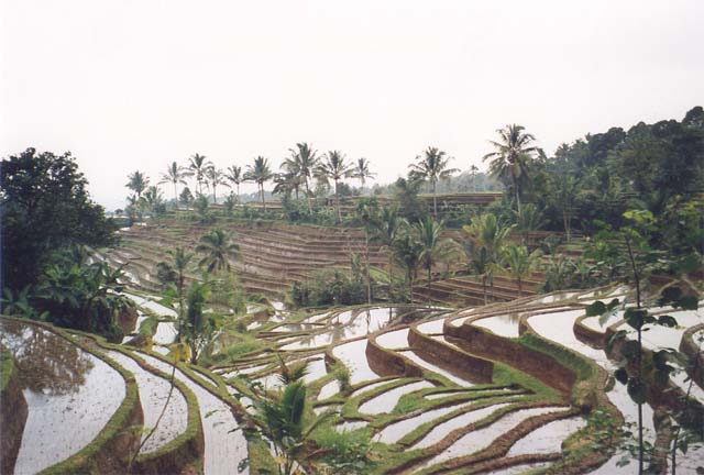 Bali und seine Reisterassen