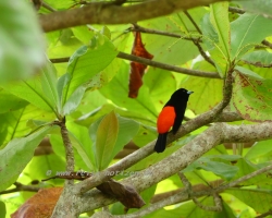 2015 Costa Rica Corcovado/Drake Bay