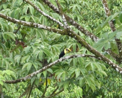 2015 Costa Rica Corcovado/Drake Bay
