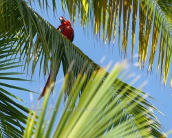 2015 USA Mittelmerkika Karibik &raquo; 2015 Costa Rica Corcovado NP Drake Bay
