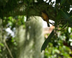 Finca de Cafe El Balso