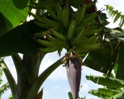 Finca de Cafe El Balso