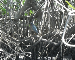 Isla Juan Venado 
