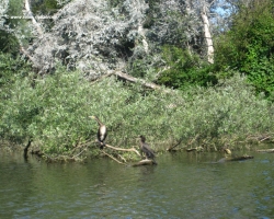 2014 Deutschland, Österreich, Italien, Slowenien, Kroatien, Serbien, Rumänien, Ungarn &raquo; Kroatien