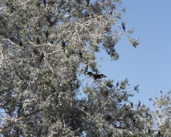 2014 Deutschland, Österreich, Italien, Slowenien, Kroatien, Serbien, Rumänien, Ungarn &raquo; Kroatien