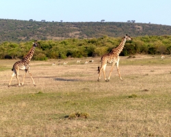 2016 - Kenia - Madagaskar &raquo; Masai Mara &raquo; Masai_Mara