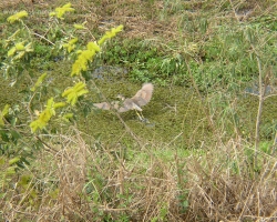 Pantanal 