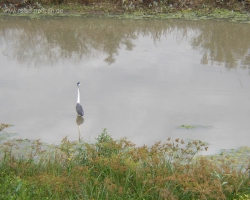 Pantanal 