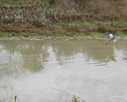 Pantanal 