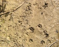 Pantanal 