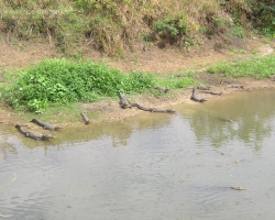 Pantanal 