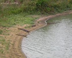Pantanal 