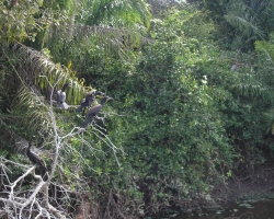 Pantanal 
