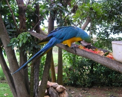Pantanal 