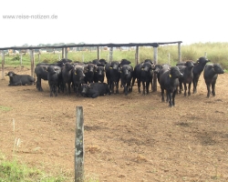 2008 Brasilien &raquo; Pantanal