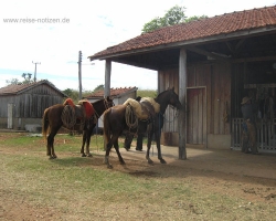 2008 Brasilien &raquo; Pantanal