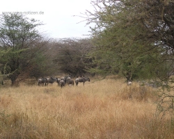 2005 Tansania - Kenia &raquo; Safaris