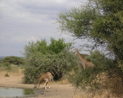 AFR_2005_image_44