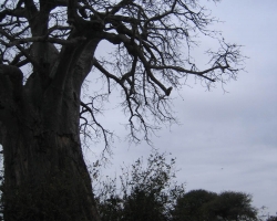 2005 Tansania - Kenia &raquo; Safaris