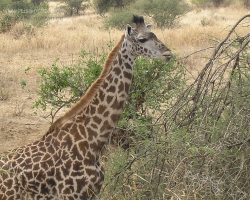 2005 Tansania - Kenia &raquo; Safaris