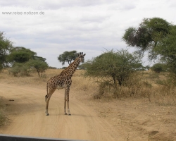 2005 Tansania - Kenia &raquo; Safaris