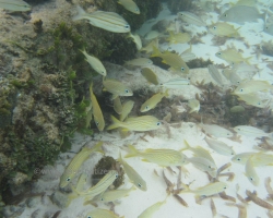 2010 New York - Panama - Costa Rica - Nicaragua &raquo; San Blas