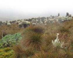 2015 Kolumbien: Sogamoso