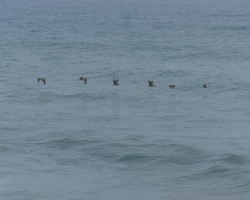 2015 Kolumbien: Tayrona NP