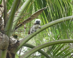 2015 Kolumbien: Tayrona NP