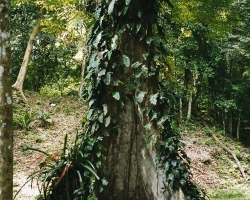 2002 Mexiko - Guatemala - Belize &raquo; Tikal