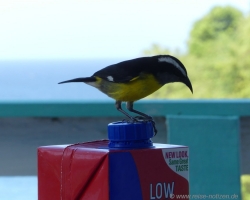 2015 Trinidad Tobago