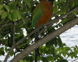 2015 Trinidad Tobago