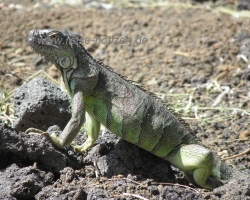 Vulkan Cerro Negro 