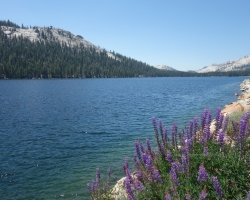 Yosemite NP