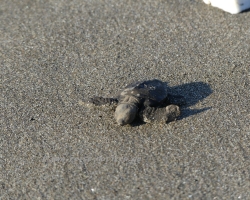 2015 Nicaragua