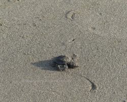 2015 USA Mittelmerkika Karibik &raquo; 2015 Nicaragua